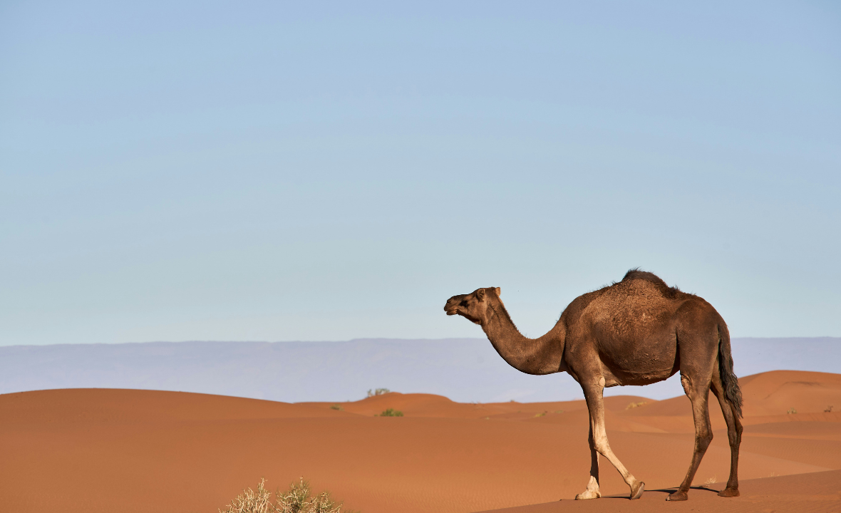 Camel Safari Tour