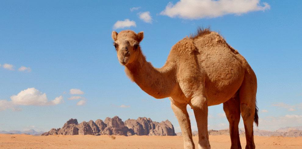 Camel Safari Tour