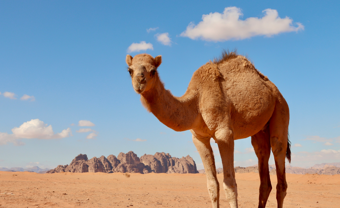 Camel Safari Tour