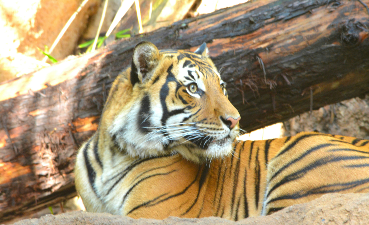 Kanha Tiger Reserve