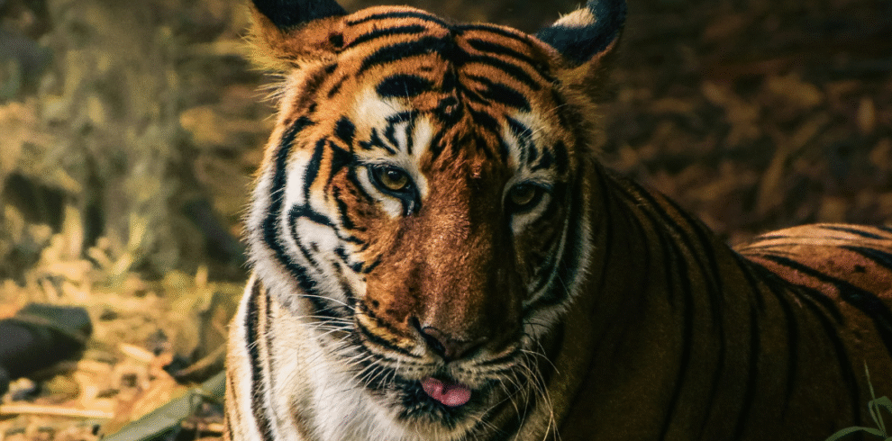 Tiger Rail Safari