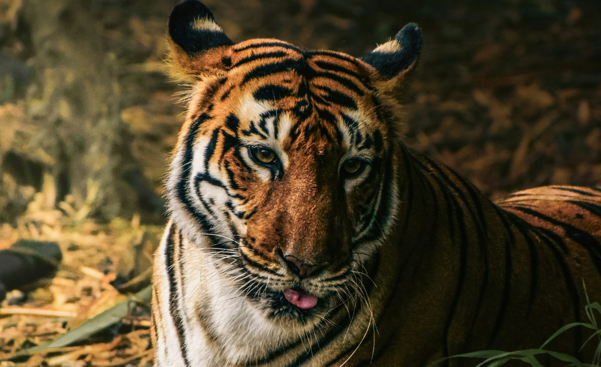 Tiger Rail Safari
