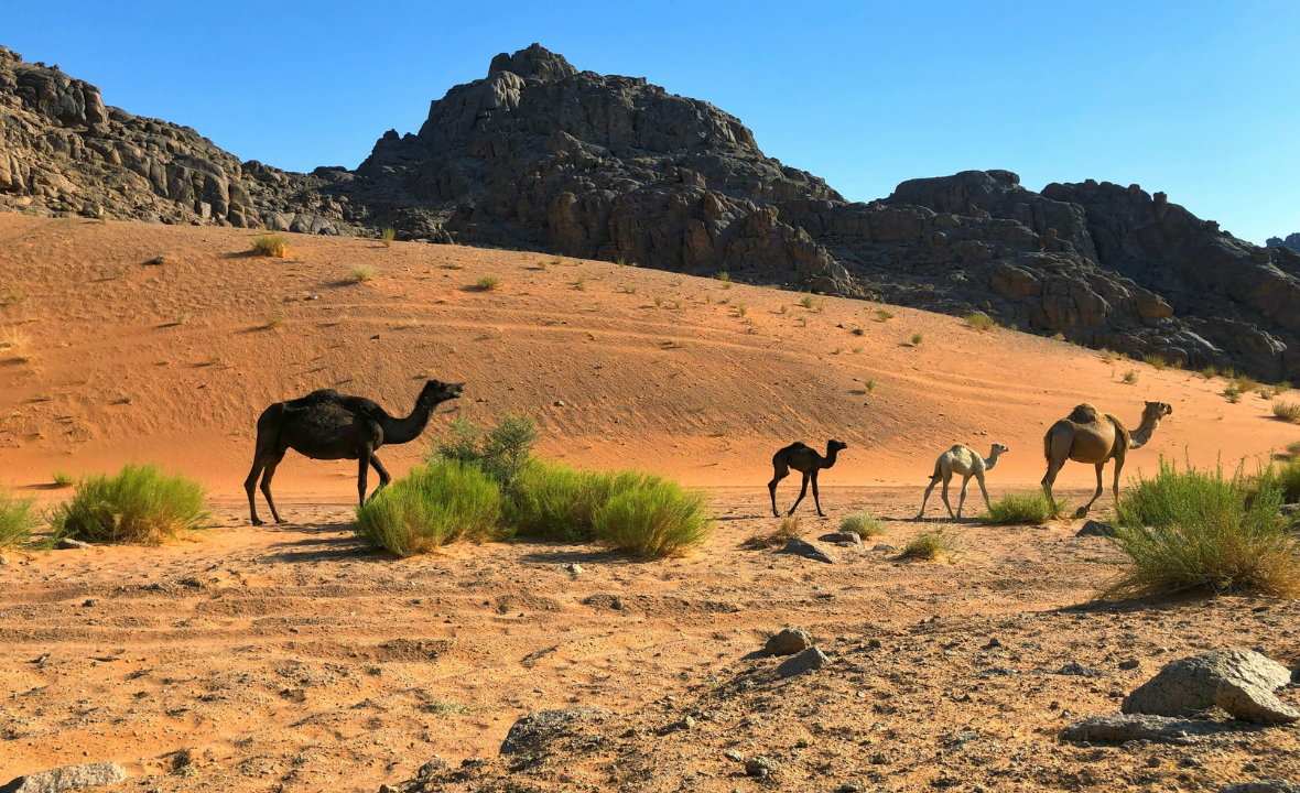 Camel Safari Tour