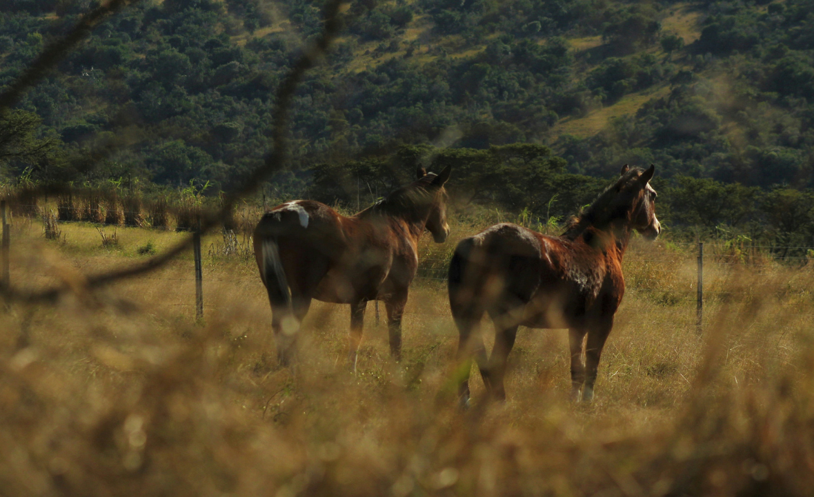 India Horse Safari