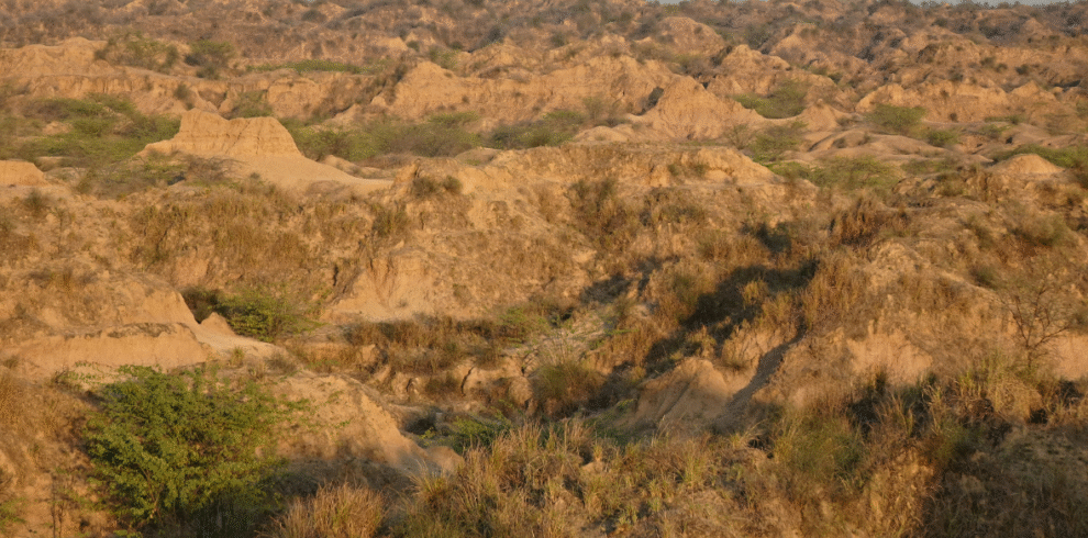 Rajasthan Wildlife Tour