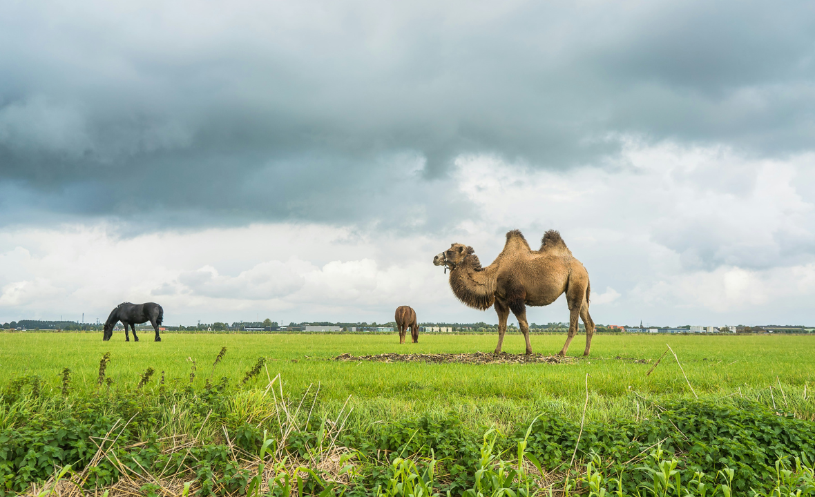india Horse safari