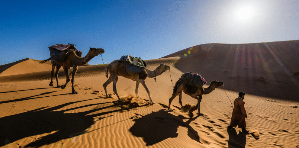 Camal Safari