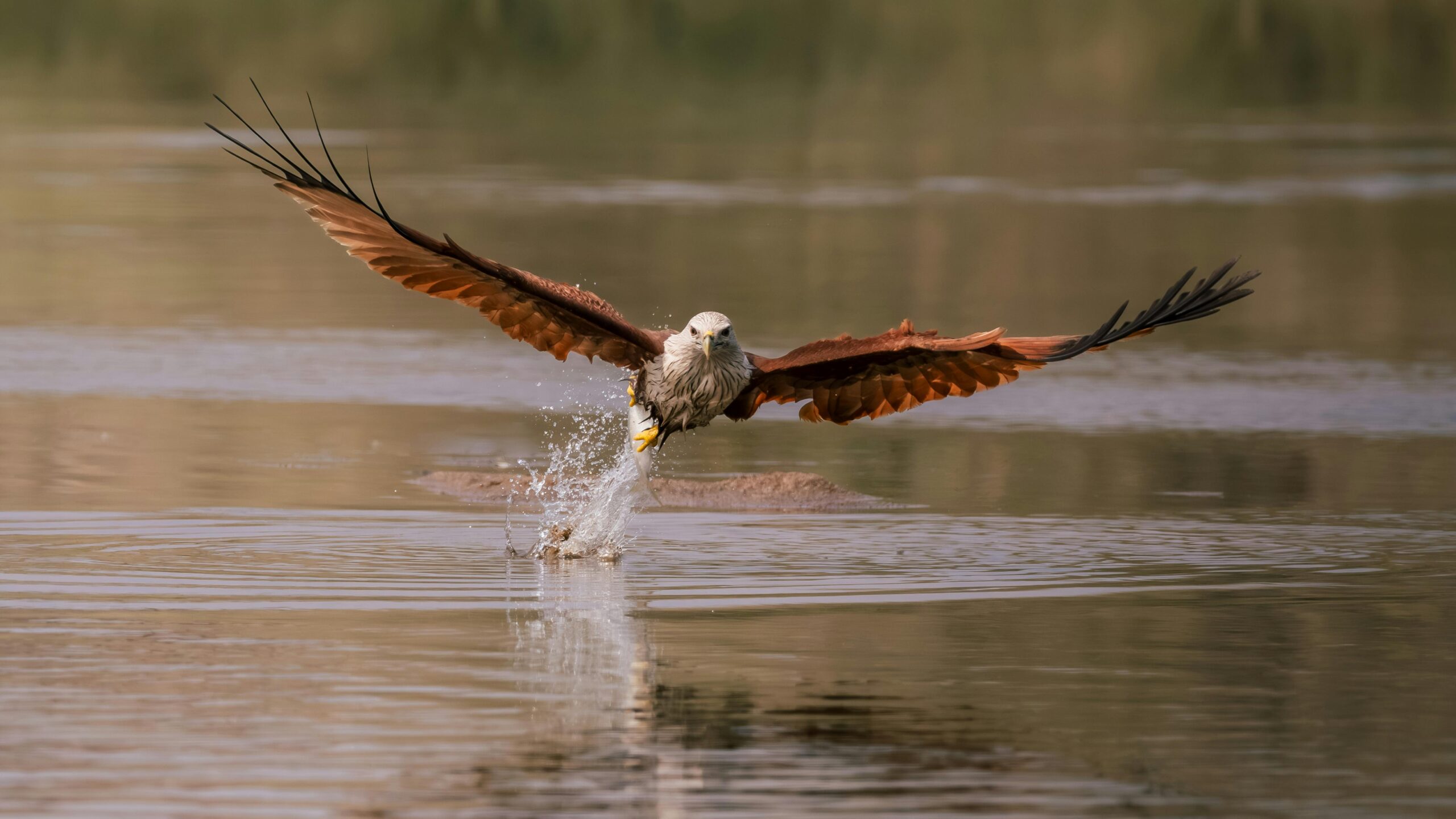 A stunning bird of prey captures its reflection against the serene waters in Asika, Odisha.
