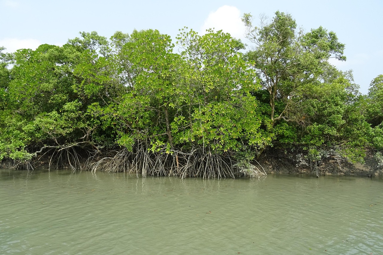 mangroves, sundarbans, forest, stilt root, rhizophora apiculata, ramsar site, unesco, world heritage, flora, india, sundarbans, sundarbans, sundarbans, sundarbans, sundarbans