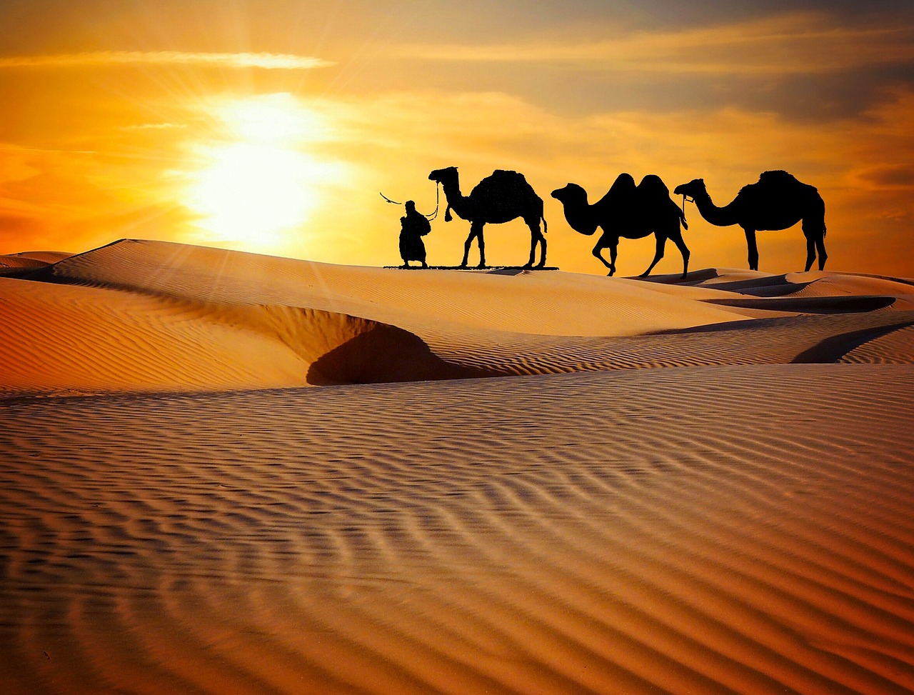 caravan, desert, safari, dune, camels, ride, more, rajasthan, camel, trekking, evening, dusk, sunset, nature, entertainers, music, indian, people, men, adventure, travel, tourism, brown music, brown travel, brown sunset, brown desert