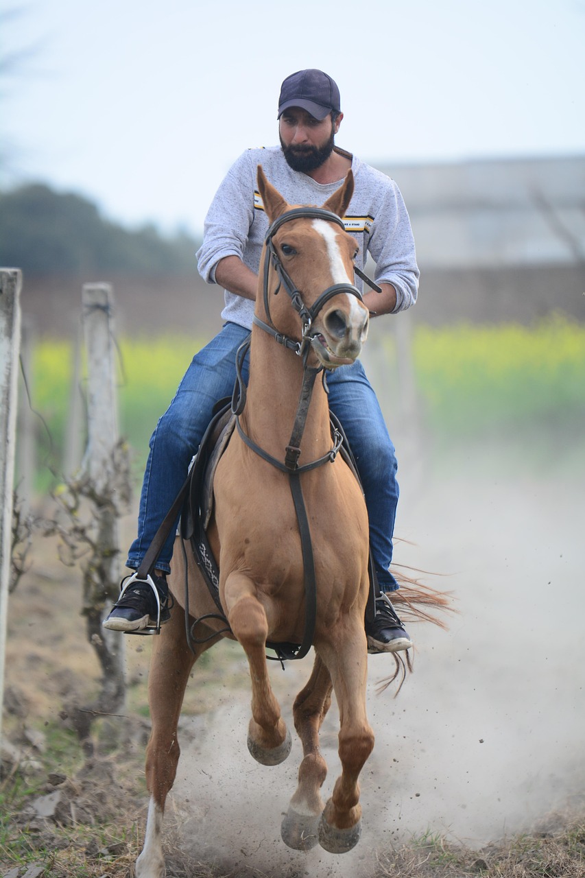 horseback riding, horse, galloping, animal, nature, equine, farm, horse riding