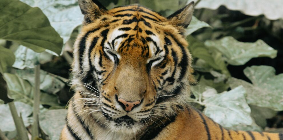 A serene Bengal tiger resting amidst lush jungle foliage. Perfect for wildlife themes.