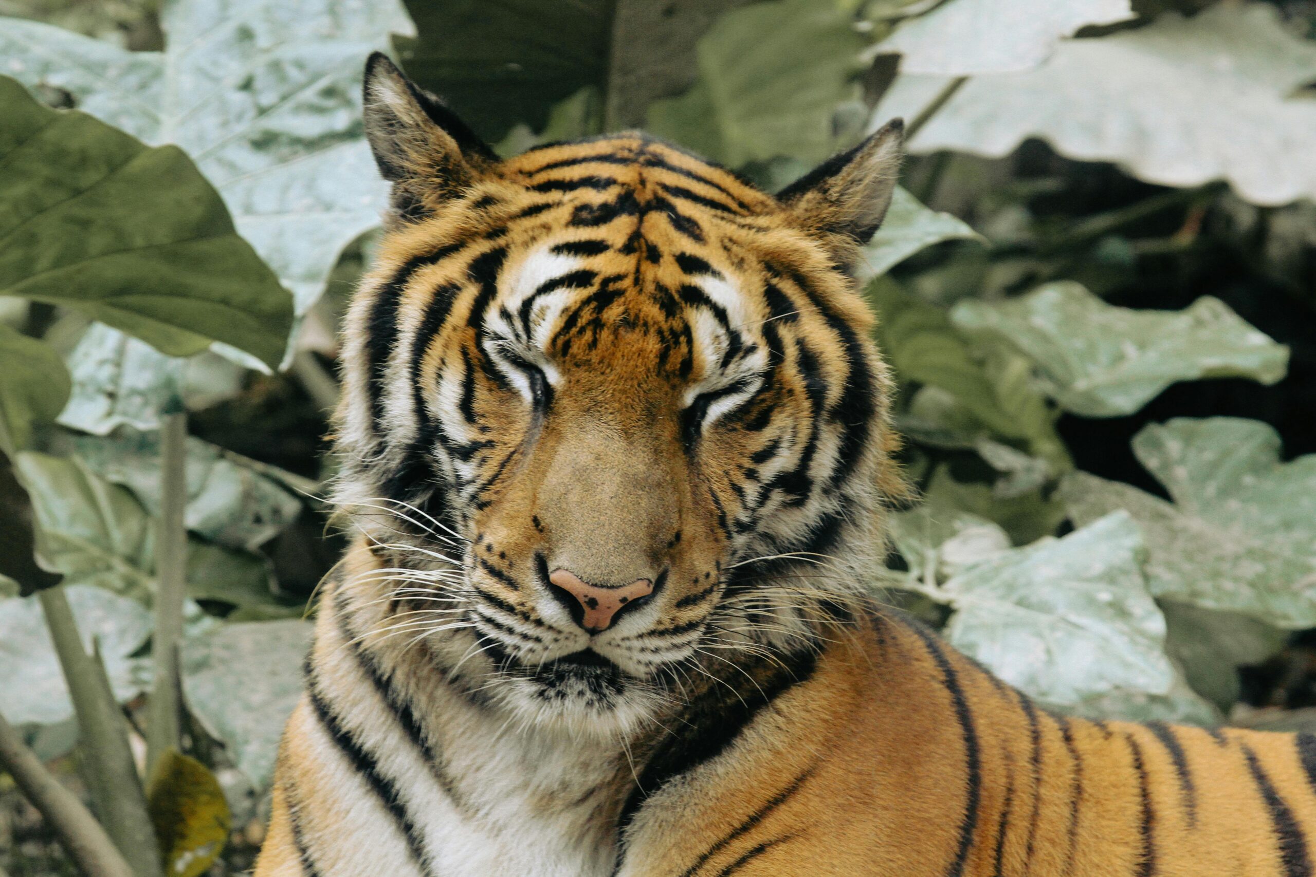 A serene Bengal tiger resting amidst lush jungle foliage. Perfect for wildlife themes.