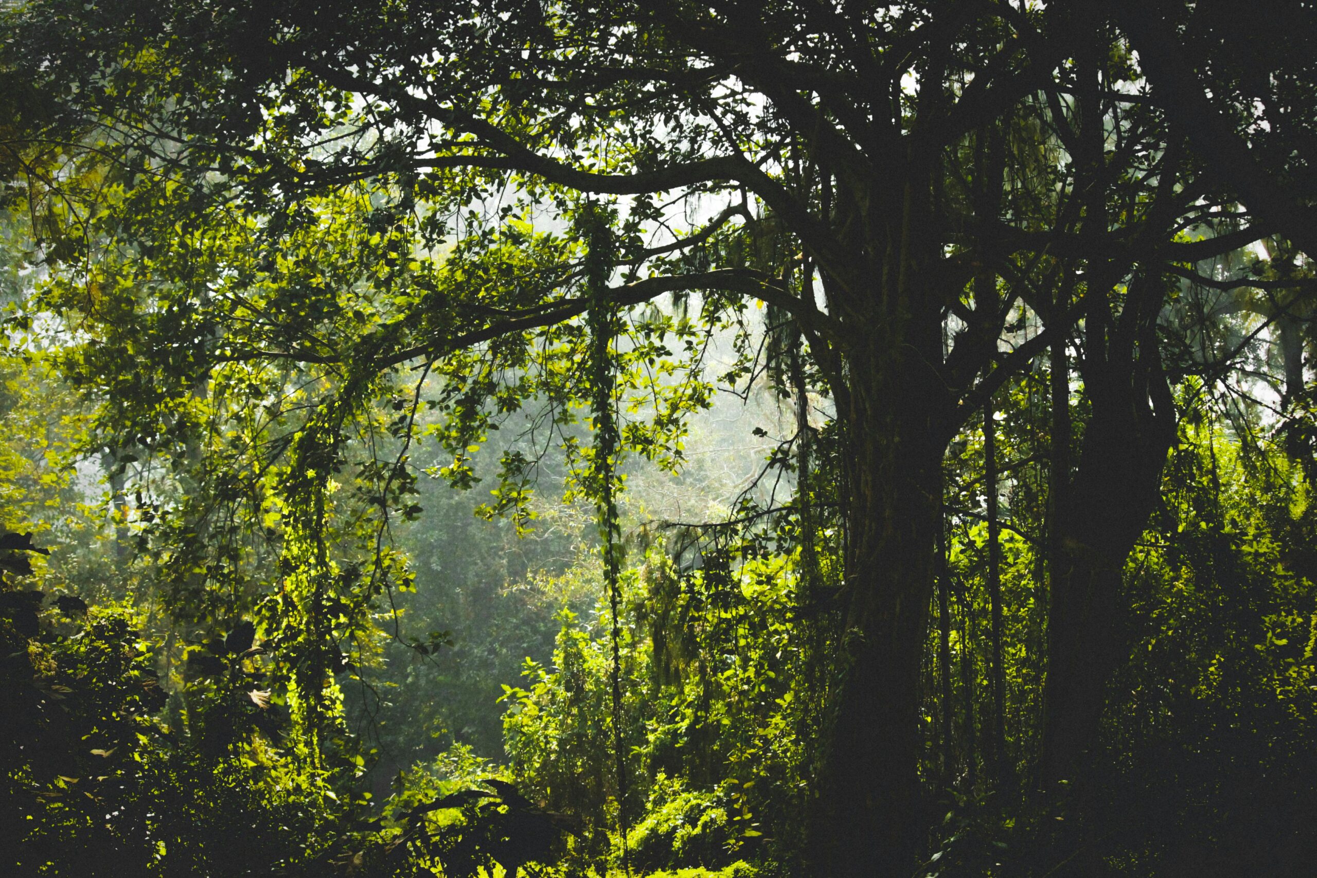 Beautiful dense jungle canopy with sunlit leaves, conveying a serene natural environment.