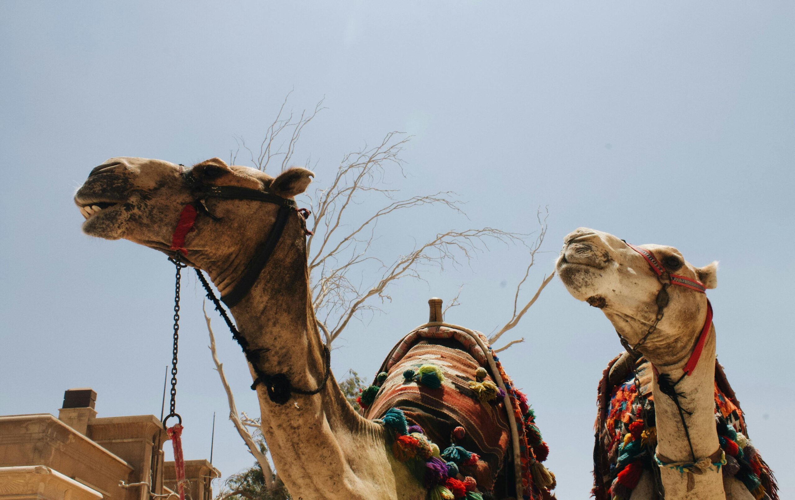 Low angle shot of two decorated camels in a desert setting with clear skies