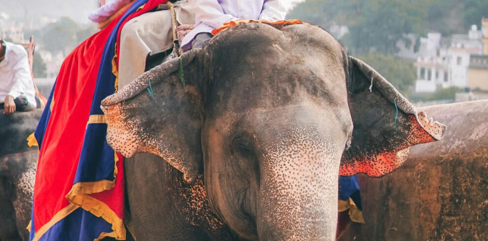 A traditional elephant ride at the historic Amer Fort, showcasing cultural heritage in India.