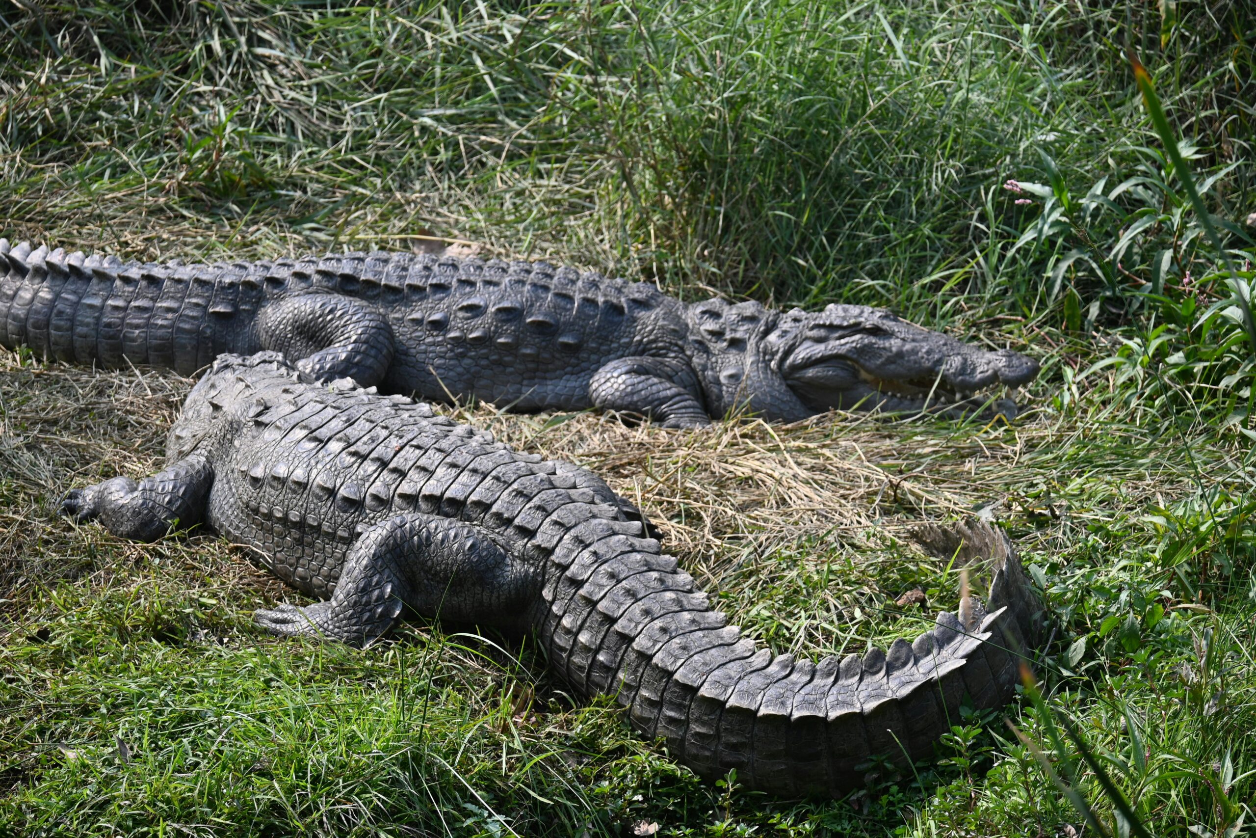 Two large crocodiles basking in the sun among lush green grass in Rajasthan, India.
