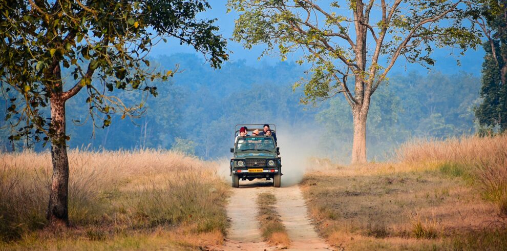 Explore the thrill of a jeep safari through the lush jungles of Madhya Pradesh, India.