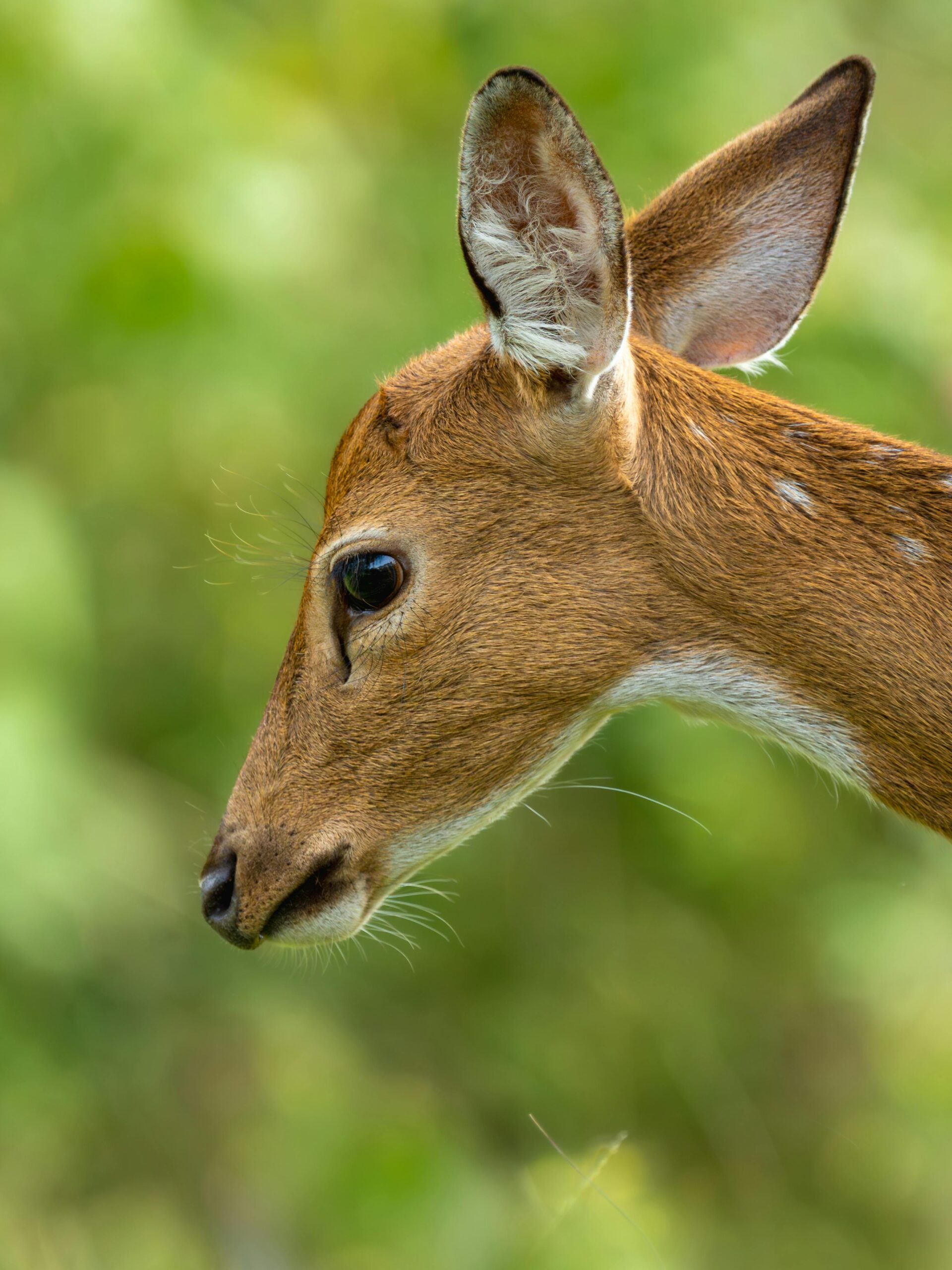 Captivating side profile of a spotted deer in Karnataka's lush forests.