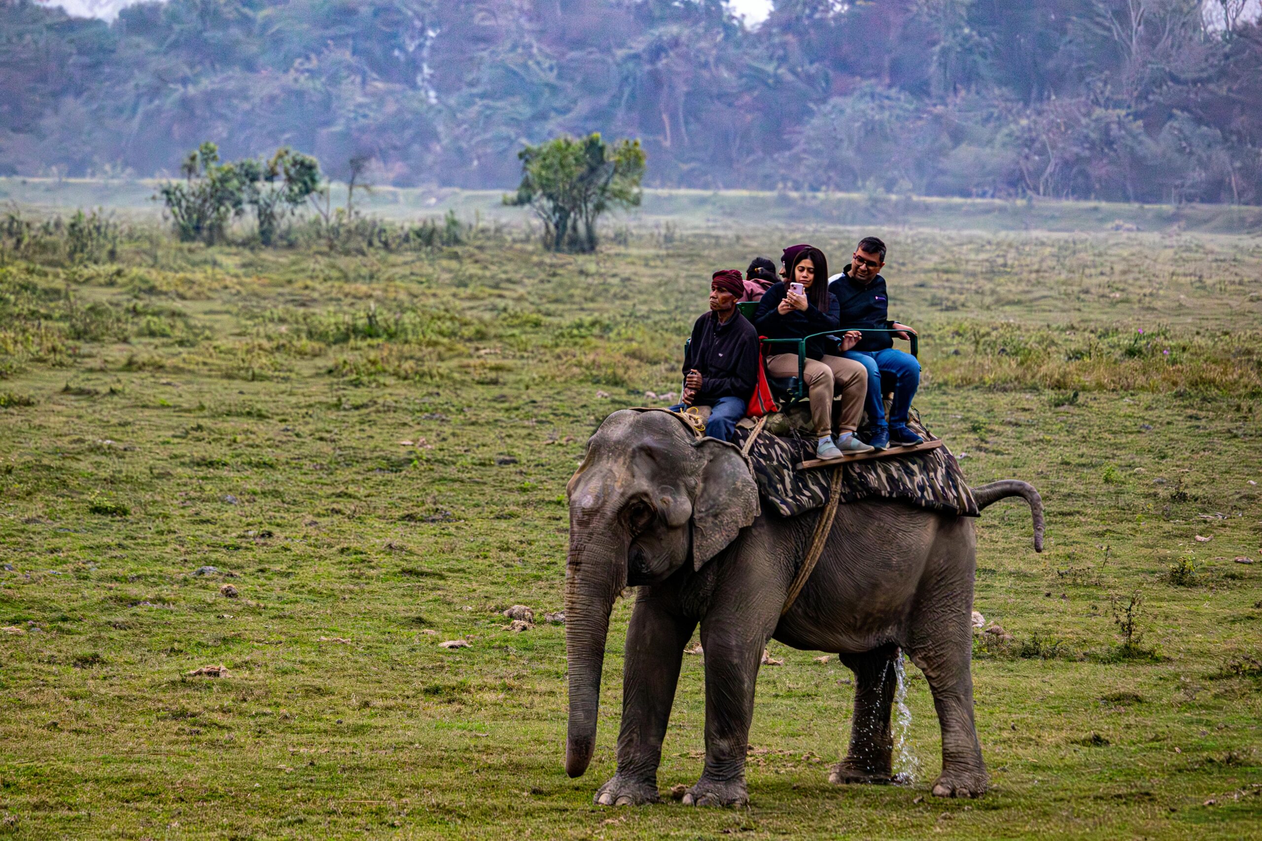 Tourists enjoying an elephant safari in a lush grassland setting.