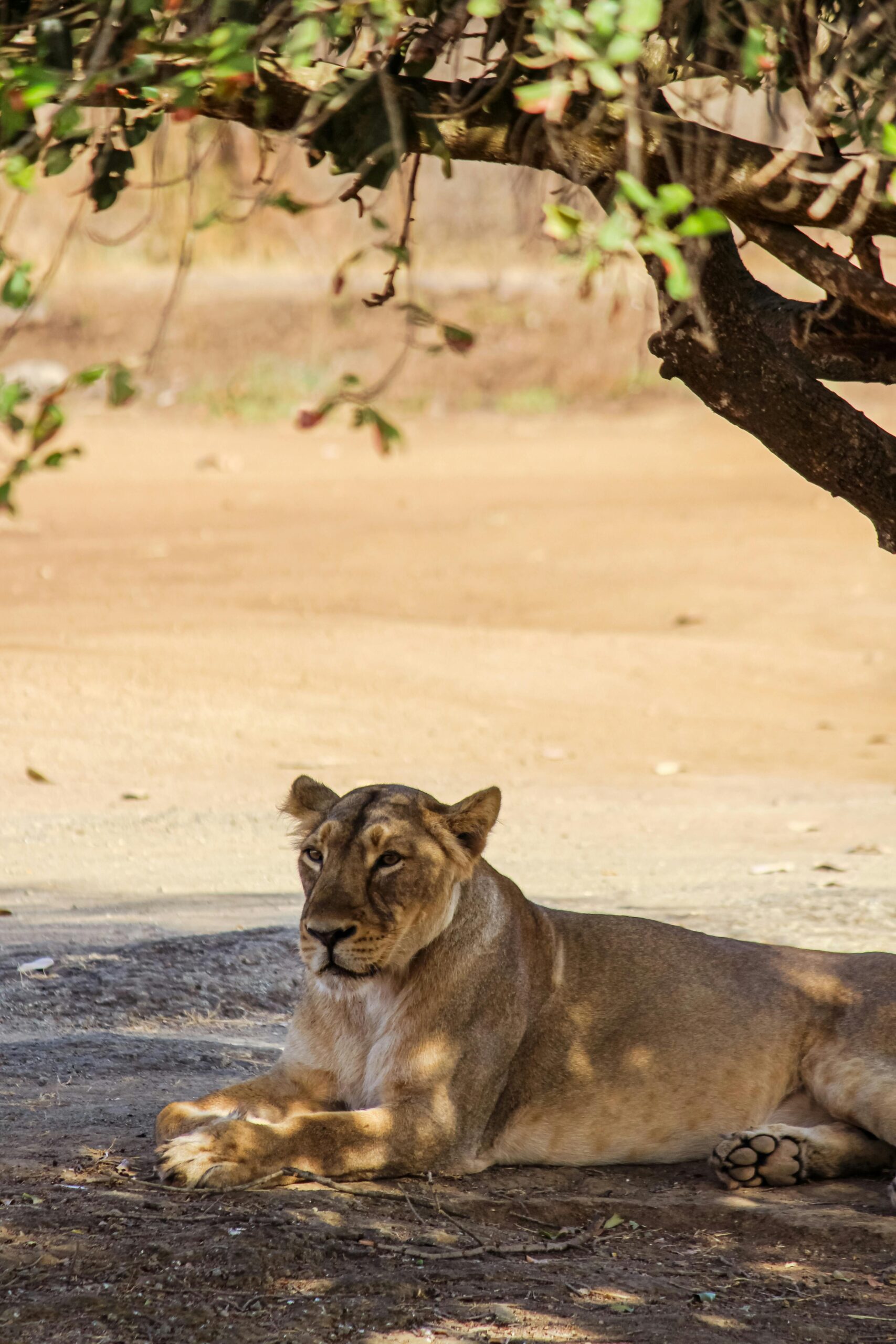 A serene image of an Asiatic lioness resting under a tree in Sasan Gir, India.