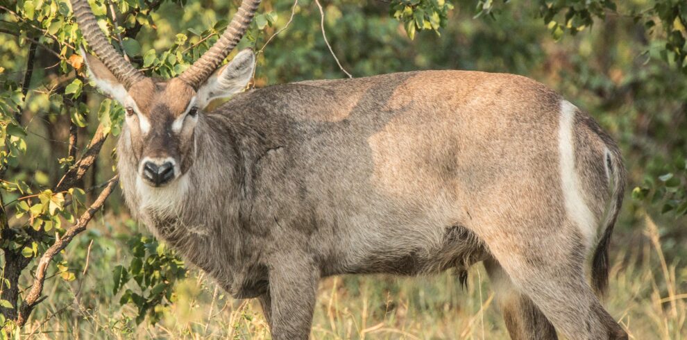 A waterbuck stands gracefully on the South African savanna, showcasing its impressive horns.