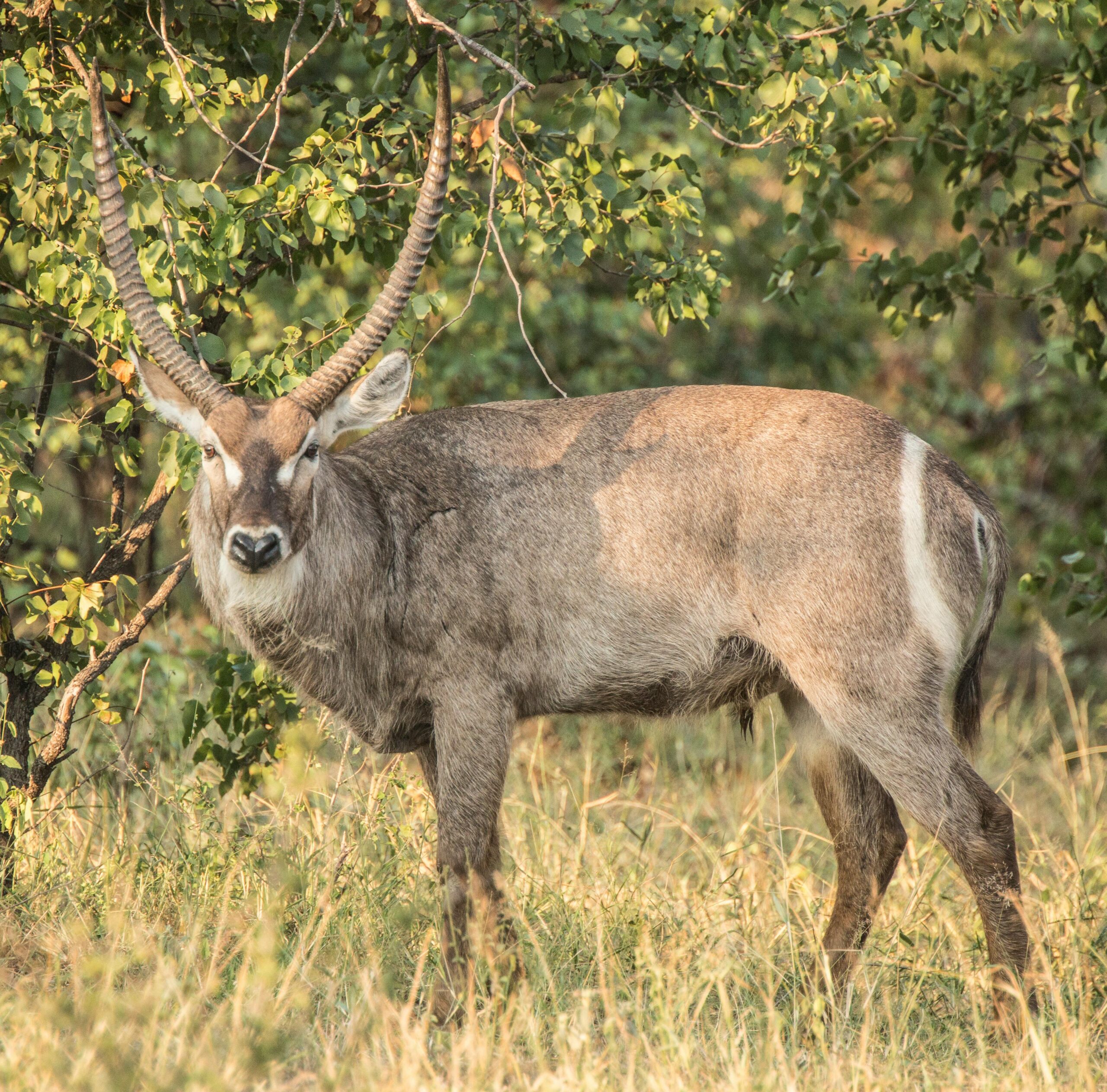 A waterbuck stands gracefully on the South African savanna, showcasing its impressive horns.