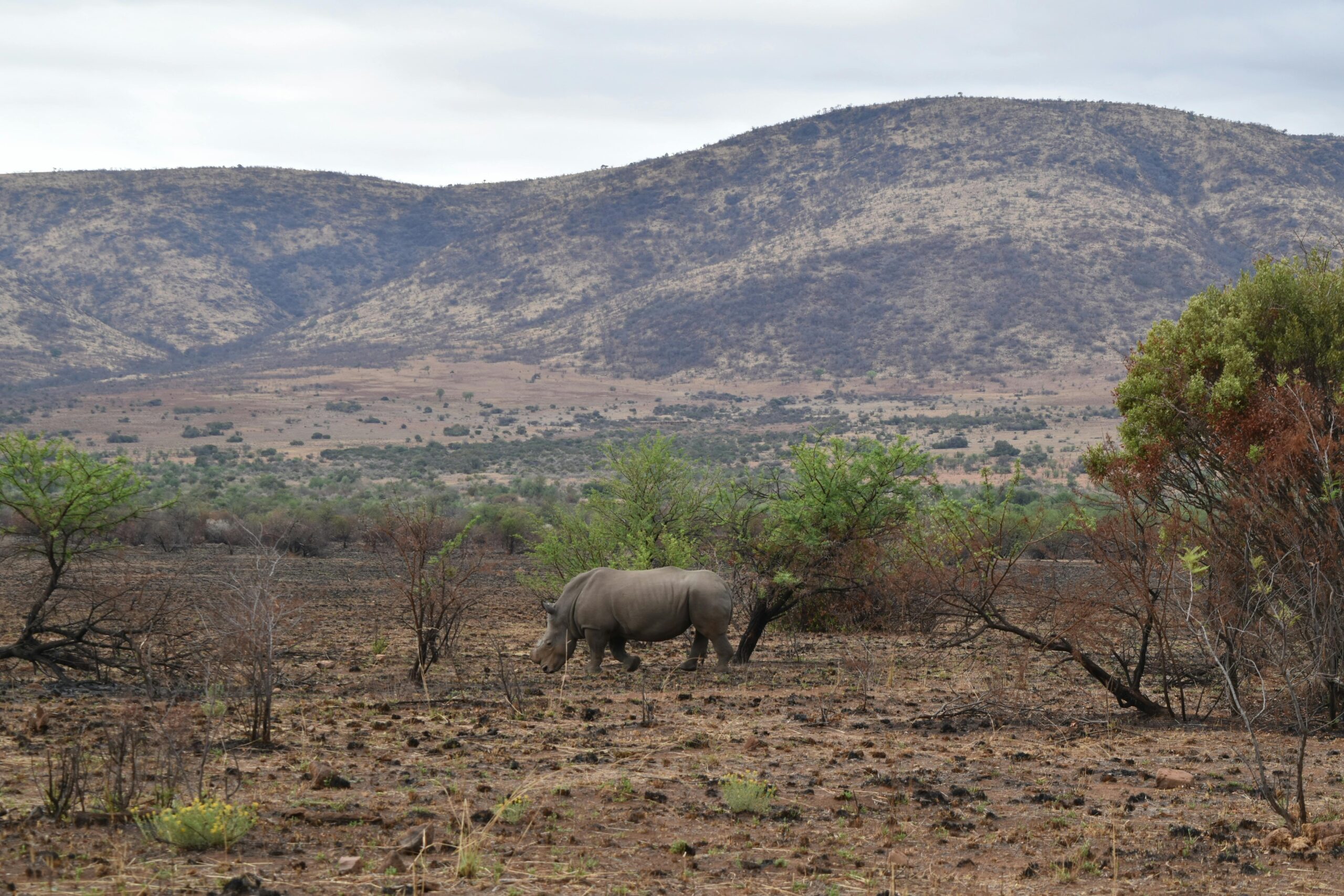Rhinoceros grazing in the Pilanesberg savanna, South Africa, showcasing natural habitat.