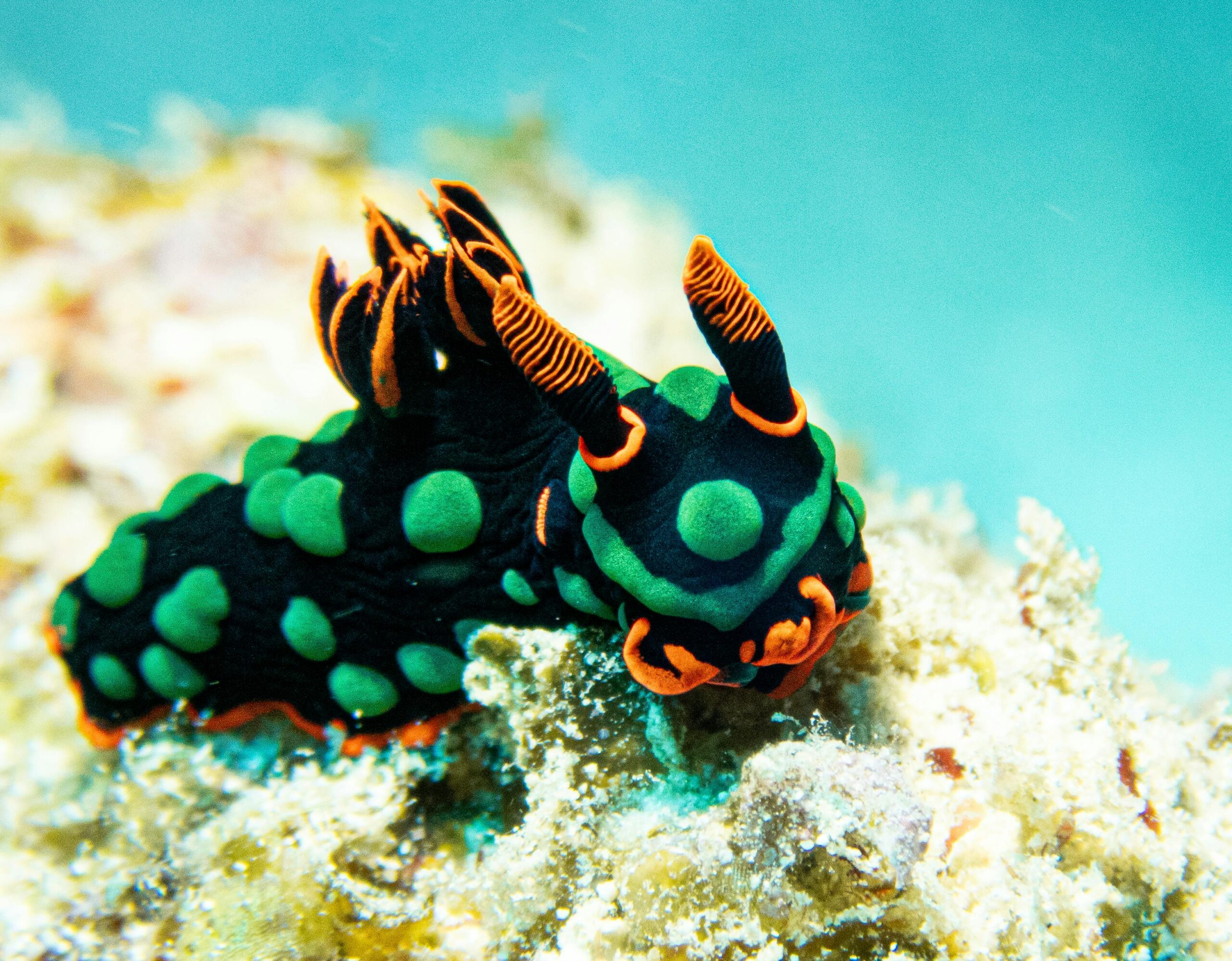 Close-up of a colorful Nembrotha nudibranch underwater on a coral reef.