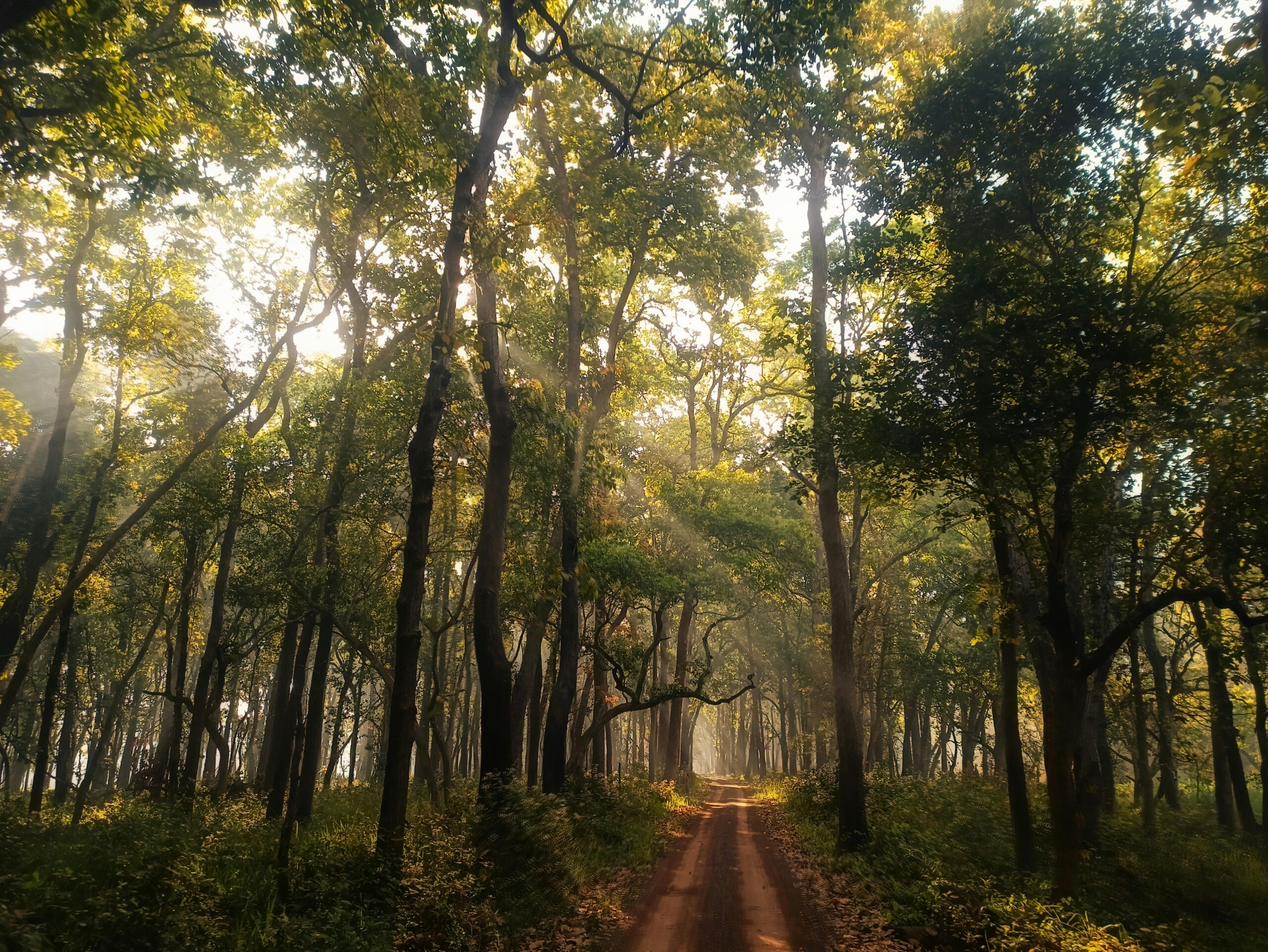 A serene pathway through an Indian forest, illuminated by warm sun rays.