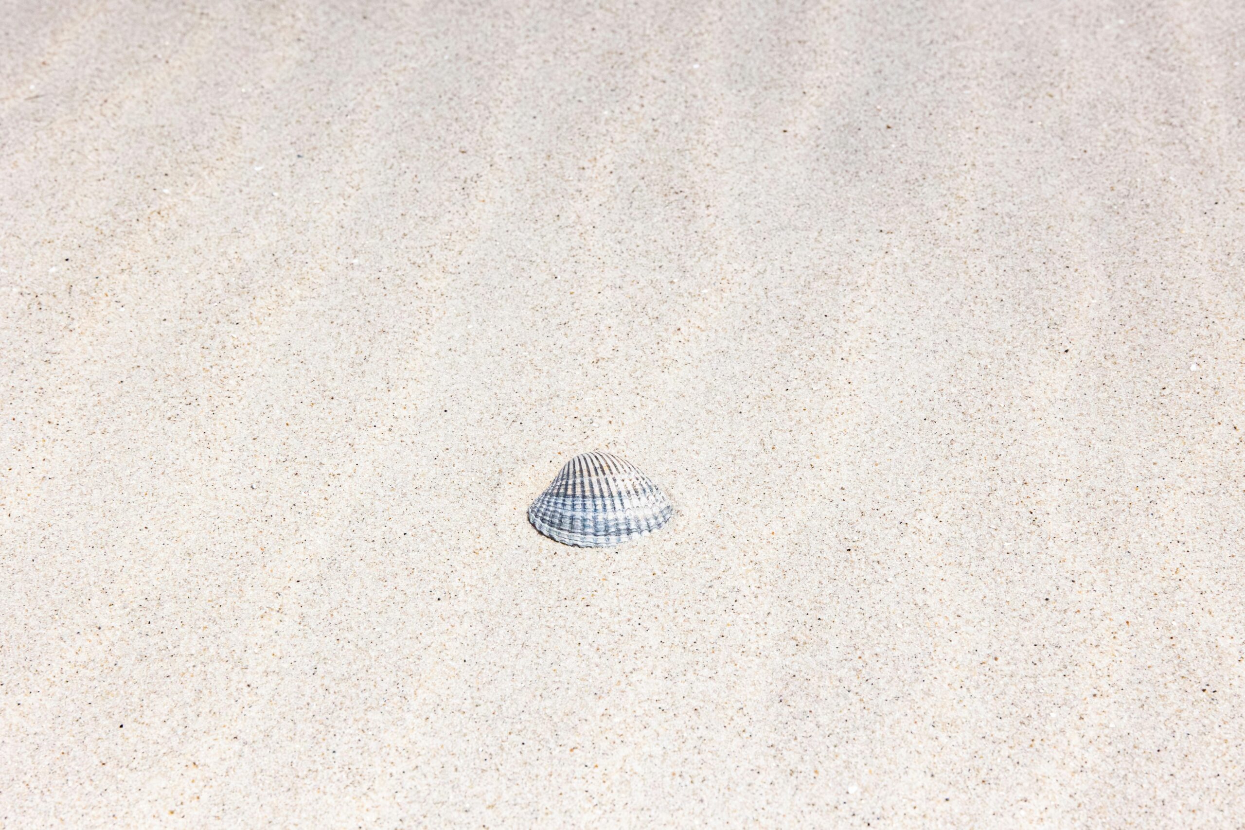 A single seashell rests on a pristine sandy beach in Sankt Peter-Ording, Germany.